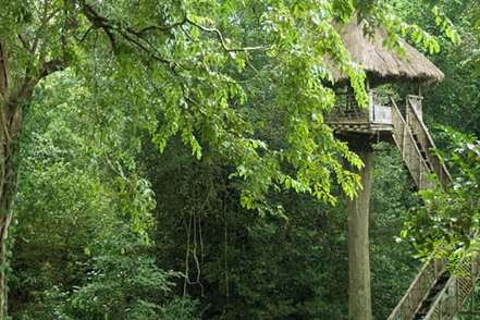 top slip tree house